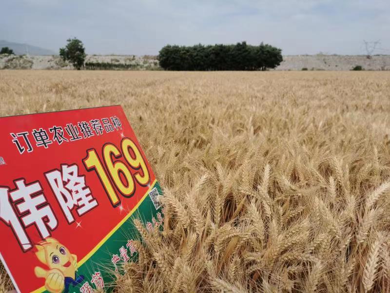 重磅！集團(tuán)兩項(xiàng)產(chǎn)品入選農(nóng)業(yè)農(nóng)村部2023年農(nóng)業(yè)主導(dǎo)品種